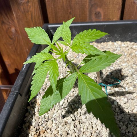 StrawZ Automatic growlog timeline photo
