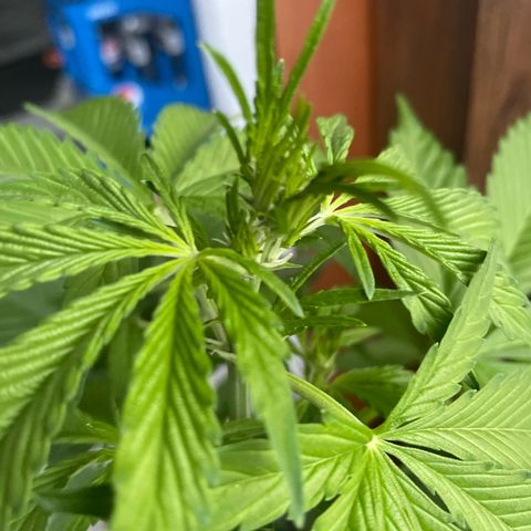 Pink Rozay Automatic growlog timeline photo