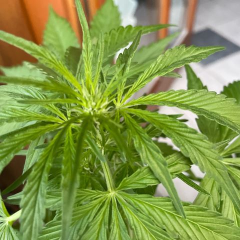 Watermelon Candy Automatic growlog timeline photo