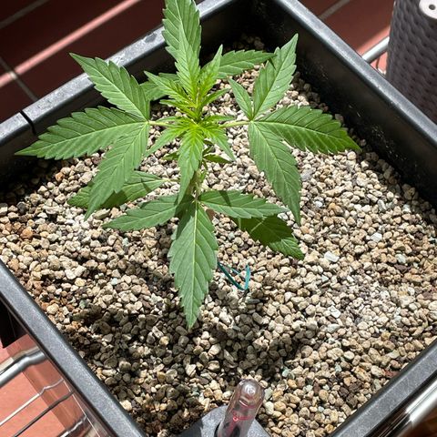 StrawZ Automatic growlog timeline photo