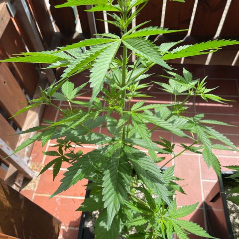 Pink Rozay Automatic growlog timeline photo