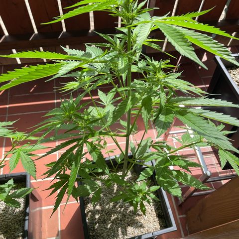 Watermelon Candy Automatic growlog timeline photo