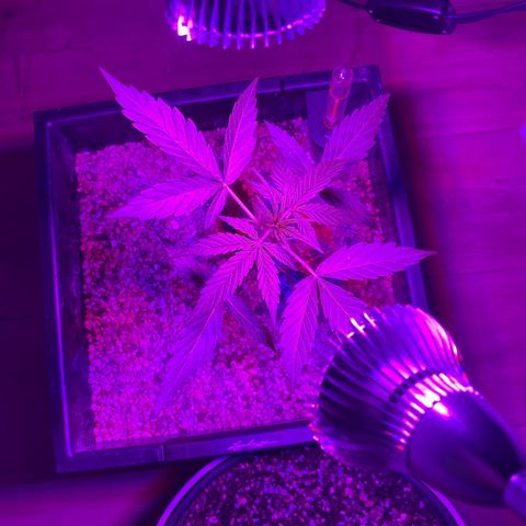 StrawZ Automatic growlog photo: Nasskaltes Wettz darum über Nacht indoor 