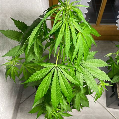 Watermelon Candy Automatic growlog photo: Nasskaltes Wetter darum über Nacht indoor 