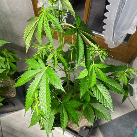 Pink Rozay Automatic growlog photo: Nasskaltes Wetter darum über Nacht indoor 