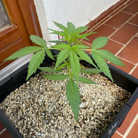 StrawZ Automatic growlog timeline photo