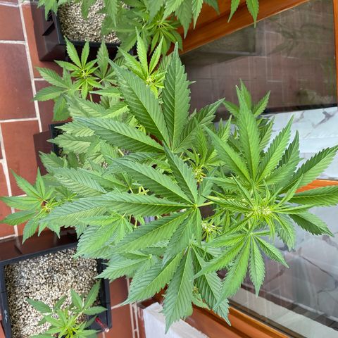 Pink Rozay Automatic growlog timeline photo