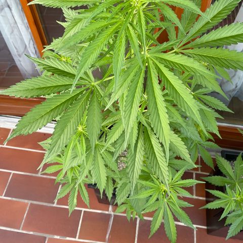 Watermelon Candy Automatic growlog timeline photo