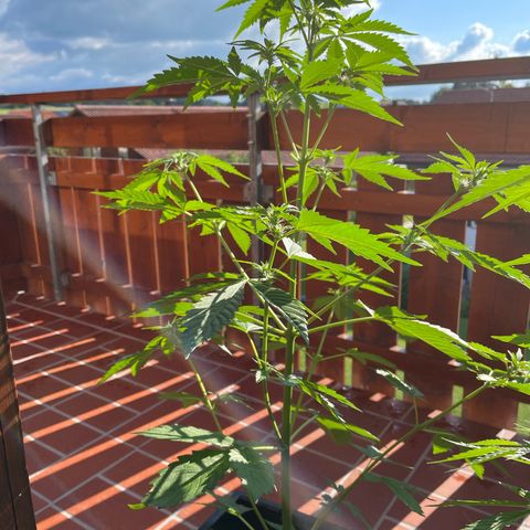 Pink Rozay Automatic growlog photo: Nach der Entlaubung