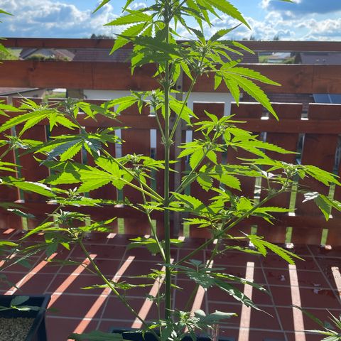 Watermelon Candy Automatic growlog photo: Nach der Entlaubung