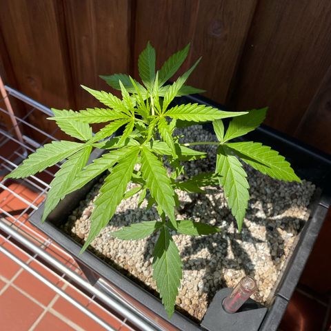 StrawZ Automatic growlog timeline photo