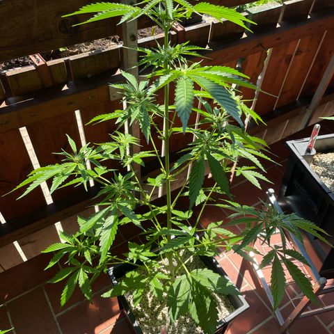 Pink Rozay Automatic growlog timeline photo