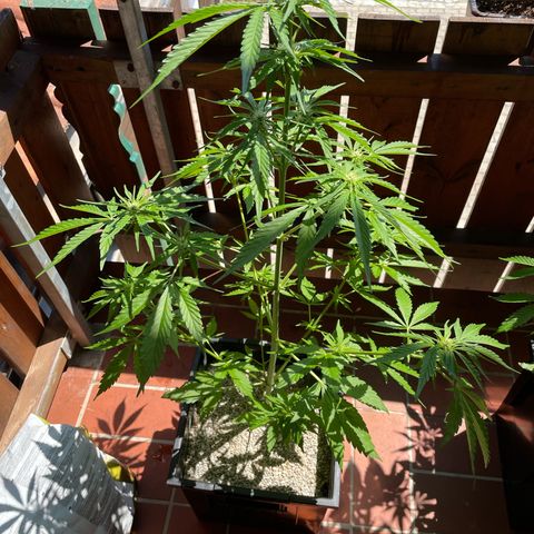 Watermelon Candy Automatic growlog timeline photo