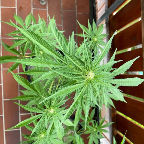 Watermelon Candy Automatic growlog timeline photo