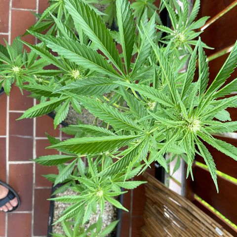 Pink Rozay Automatic growlog timeline photo