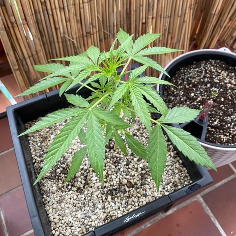 StrawZ Automatic growlog timeline photo