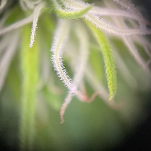 Watermelon Candy Automatic growlog photo: Erkenntniss 1 diese Dame hat noch 2 Wochen
Erkenntniss 2 Handymicroscope sind nicht so der bringer