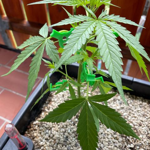StrawZ Automatic growlog timeline photo