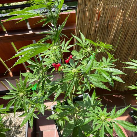 Pink Rozay Automatic growlog timeline photo