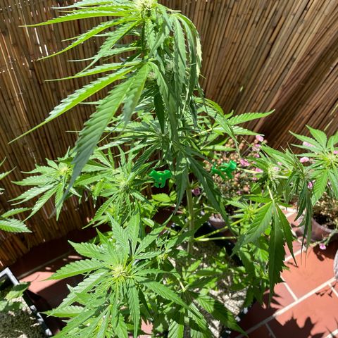 Watermelon Candy Automatic growlog timeline photo