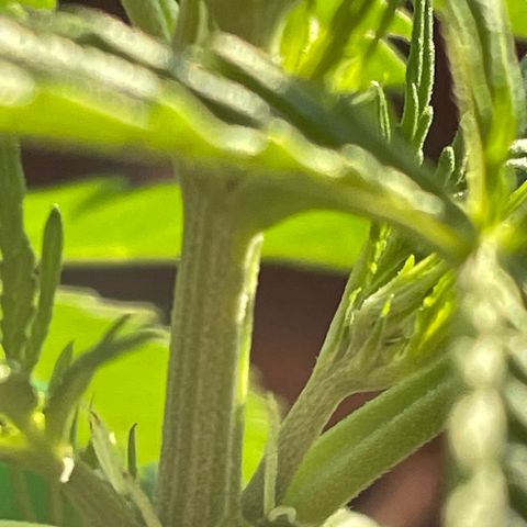 StrawZ Automatic growlog photo: Vorblüte beginnt langsam 