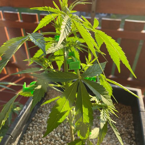StrawZ Automatic growlog photo: Vorblüte beginnt langsam 