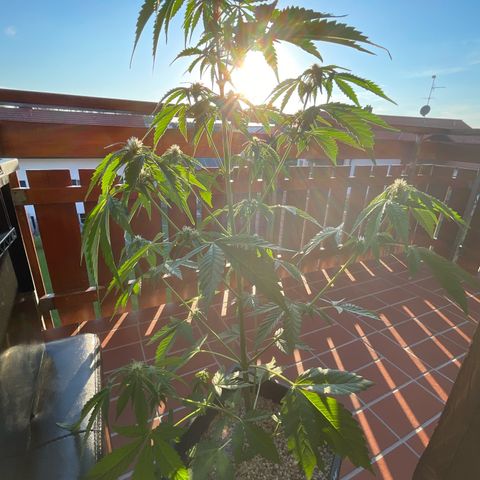 Pink Rozay Automatic growlog timeline photo