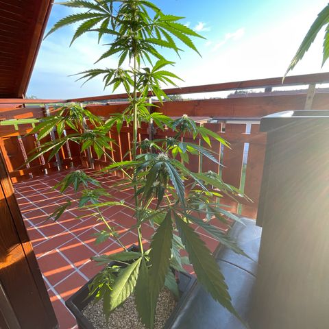 Watermelon Candy Automatic growlog timeline photo