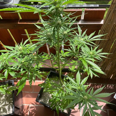 Watermelon Candy Automatic growlog timeline photo