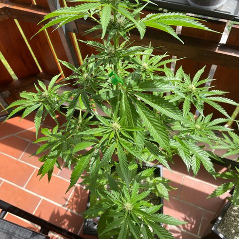 Pink Rozay Automatic growlog timeline photo