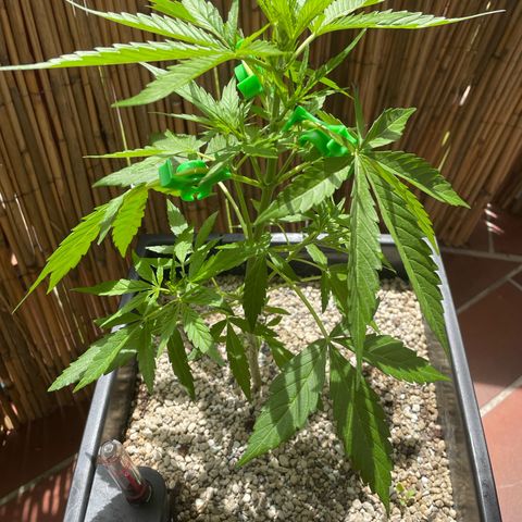 StrawZ Automatic growlog timeline photo