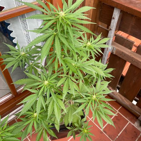 Watermelon Candy Automatic growlog timeline photo