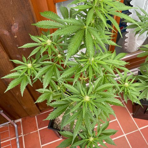Pink Rozay Automatic growlog timeline photo