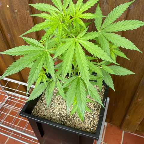 StrawZ Automatic growlog timeline photo