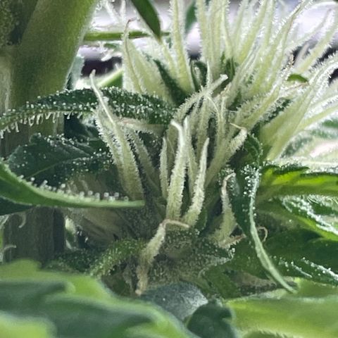 Watermelon Candy Automatic growlog timeline photo