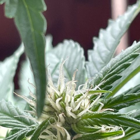 Pink Rozay Automatic growlog timeline photo