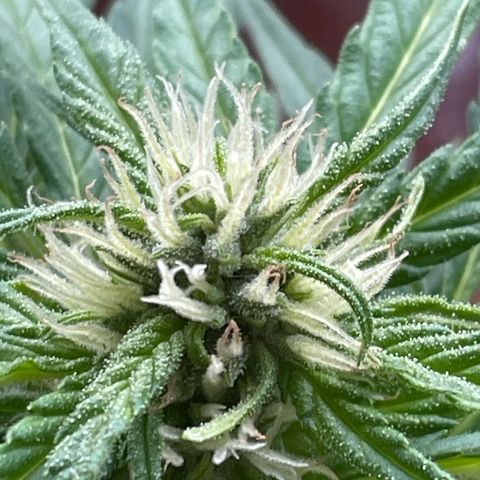 Watermelon Candy Automatic growlog photo: Langsam wirds