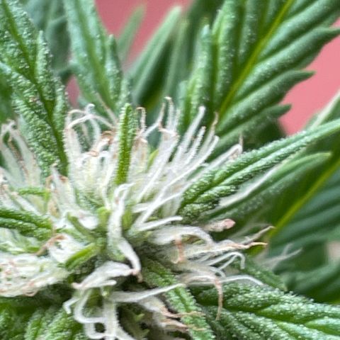 Pink Rozay Automatic growlog timeline photo