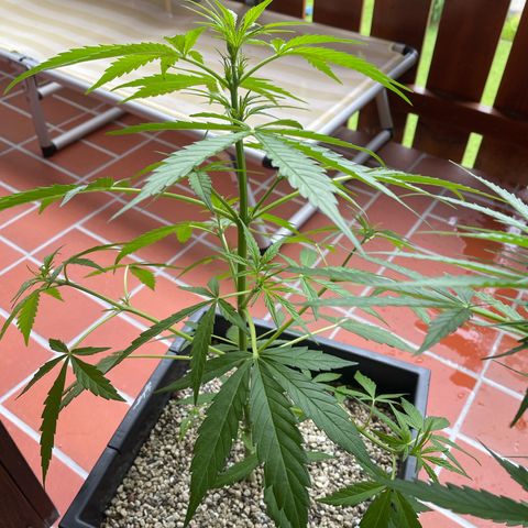 StrawZ Automatic growlog timeline photo