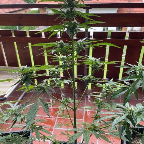 Watermelon Candy Automatic growlog timeline photo