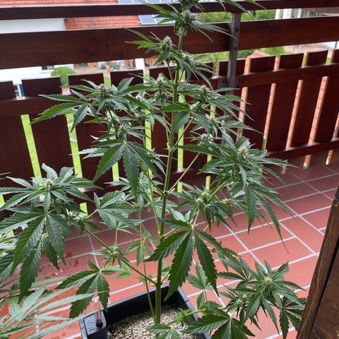Pink Rozay Automatic growlog timeline photo