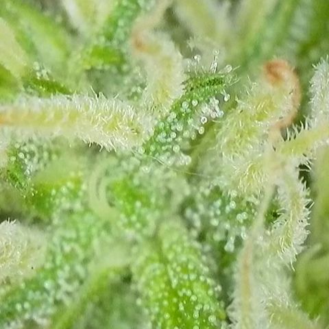 Watermelon Candy Automatic growlog timeline photo