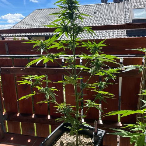 Watermelon Candy Automatic growlog timeline photo