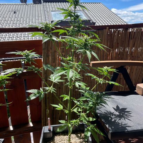 Pink Rozay Automatic growlog timeline photo