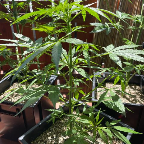 StrawZ Automatic growlog timeline photo
