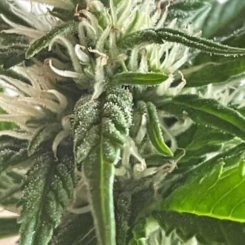 Pink Rozay Automatic growlog timeline photo
