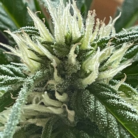 Watermelon Candy Automatic growlog timeline photo