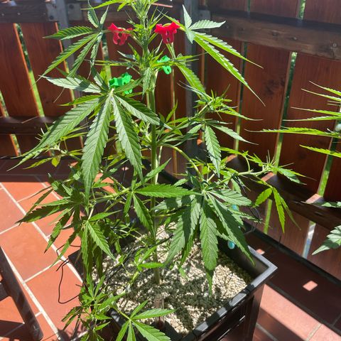 StrawZ Automatic growlog timeline photo