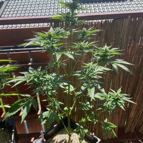 Pink Rozay Automatic growlog timeline photo