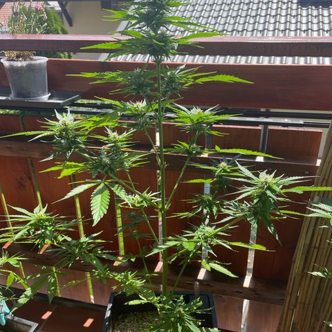 Watermelon Candy Automatic growlog timeline photo